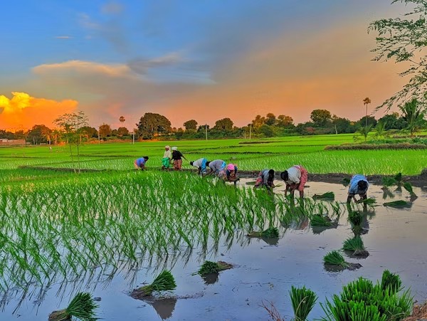 Ecevia Agriculture